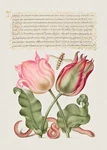 14060.DECOR Poster.kitchen Room Wall Design.vintage Botanical Calligraphy Art. Fixed Price $19.00.