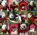 Georgia Bulldogs Uga Mascot Ncaa College Football Photograph Pictures. Fixed Price $249.00.