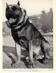 1930S Vintage Bordeaux Mastiff Print Dogue 4629U. Fixed Price $18.95.