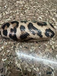 Sofia Vergara X Foster Grant Womens Cat-eye Reading Glasses Case Cheetah Euc. Fixed Price $7.50.